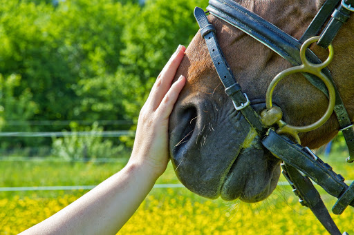 Northeast Equine Veterinary Dental Services, LLC - Thumbnail