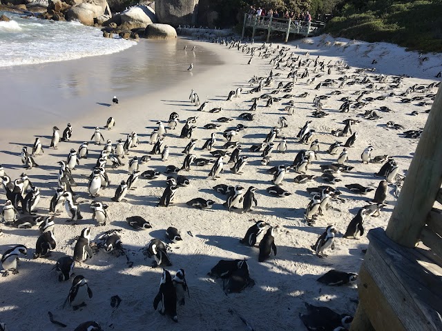 Boulders Penguin Colony