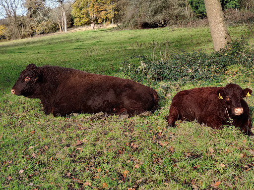 Coulsdon Common - Thumbnail