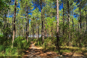 Photo n°17 de Les Embruns - Camping Siblu à Lège-Cap-Ferret (Agence de location de maisons de vacances)