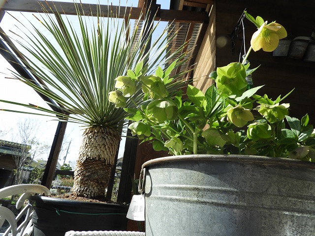 ストックファーム 大阪府熊取町五門西 花屋 グルコミ