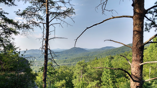 Nine Times Forest - Thumbnail