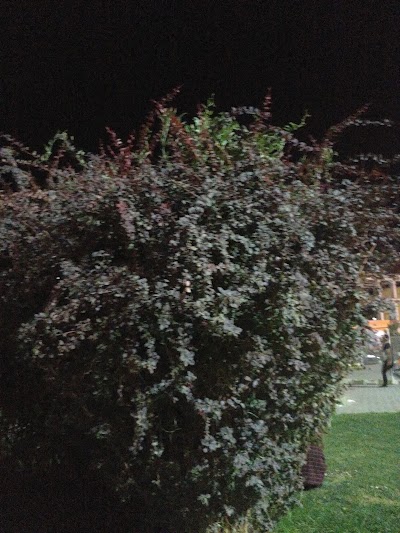 Photos of Farhangian Town Park