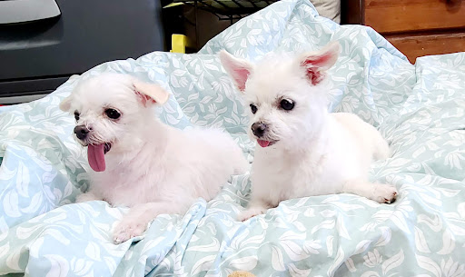 Angel's Dog Grooming - Thumbnail