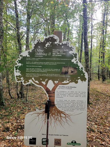 Chêne Stebbing- Forêt Domaniale de Tronçais