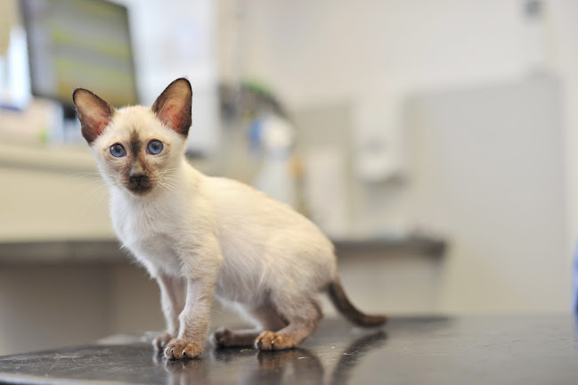 Holmefield Veterinary Clinic - Veterinarian