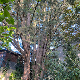 Photo n°19 de père et fils. Élagage,abattage,jardinier à Le Raincy (Jardinier)