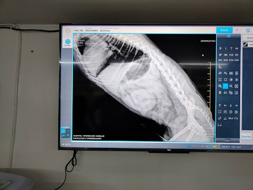 HVC Hospital Veterinario Casillas