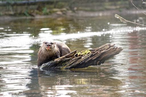 Otters - Visual