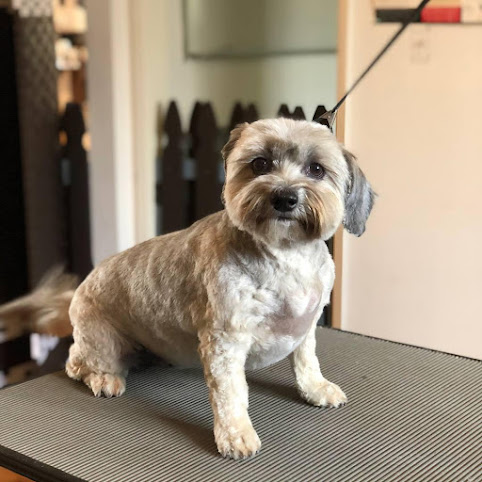 Canine To Five by null