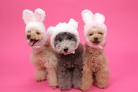 TrimmingSalon Pekoe(ペコー)/フォトスタジオ1cheese!(ワンチーズ)