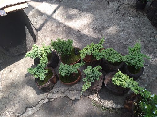 Arte Bonsai Otomí - Thumbnail