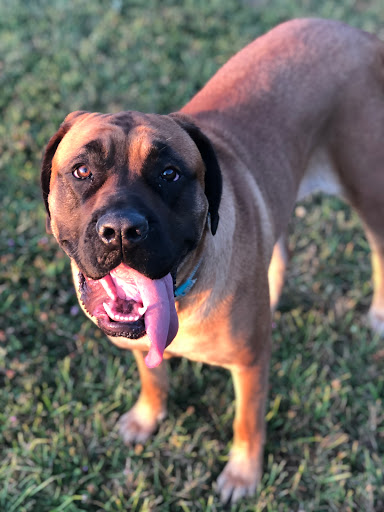 Phillips Animal Hospital - Thumbnail