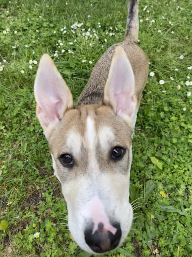 Association GALGOS - Thumbnail
