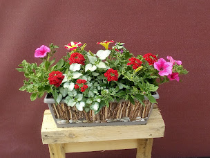 Photo n°3 de Fleurs du Pin à Beaupréau-en-Mauges (Pépinière)