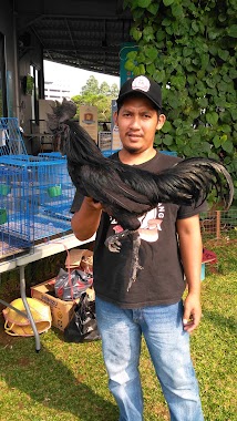 Idum Farm Ternak Ayam Cemani, Author: Dumadi idum