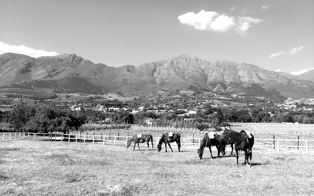 Paradise Cottages and Stables, Franschhoek