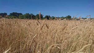 Photo n°2 de Le pain de la Capelle - Paysans Boulanger La Capelle et Masmolène - Pains, fougasses, farines et céréales bio à La Capelle-et-Masmolène (Boulangerie)