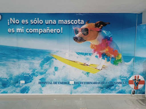 Hospital de Emergencias Veterinarias de la Península - Thumbnail