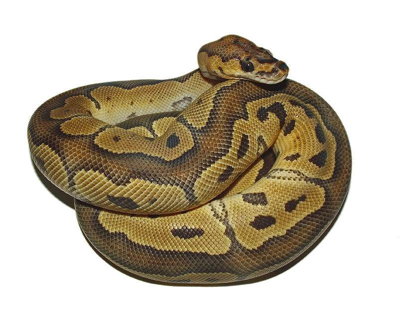 Snakes N Adders photo 2