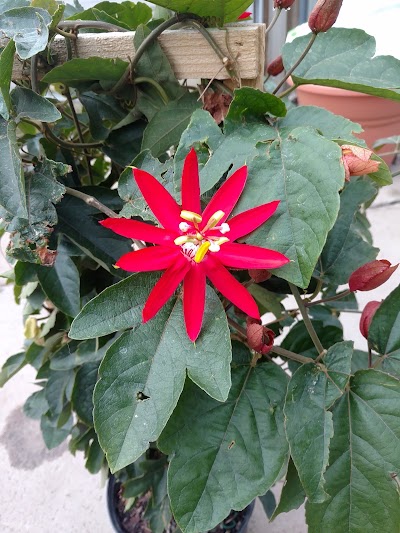Photos of Young's Greenhouse & Flower Shop
