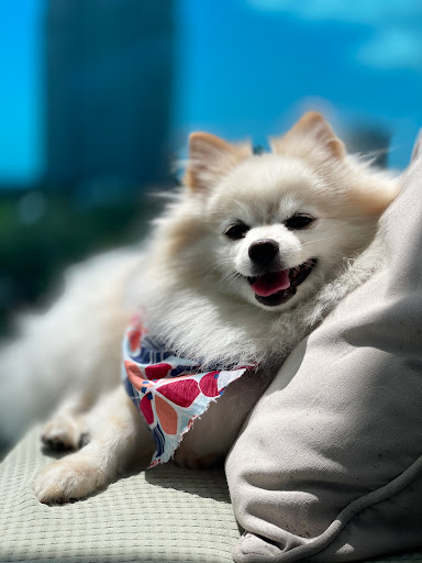 The Pet Care Clinic of Doral - Thumbnail