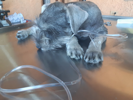 Veterinaria HUELLAS