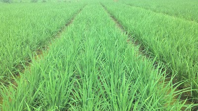 Photos of Sawah Amansari