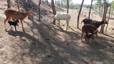 Photos of La Granja De Papa Davo