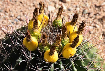 The Chiricahua Desert Museum