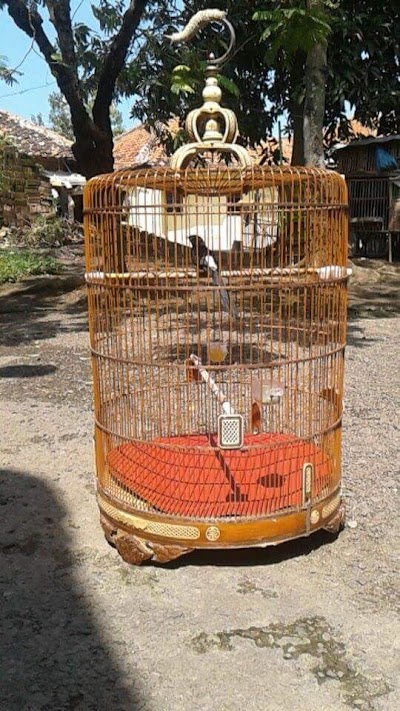 Photos of Lea Esatoe Birdfarm