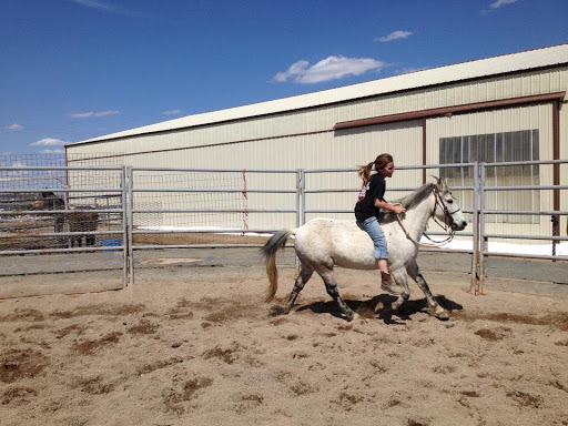 Ackerman Performance Horses - Visual