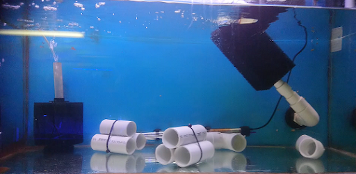 Hunter Valley Clownfish