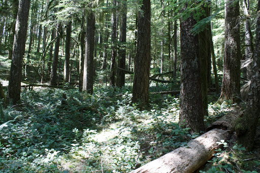 Opal Creek Wilderness - Thumbnail