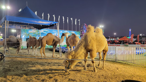Fairgrounds Arena -Peanut Festival - Thumbnail