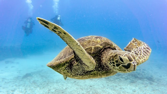 Reef Pirates Diving