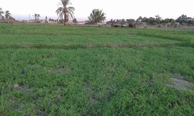 Photos of مصرف الوحدة
