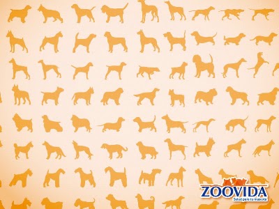 Photos of ZOOVIDA LTDA EPSA