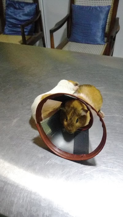 Photos of Animal Clinic