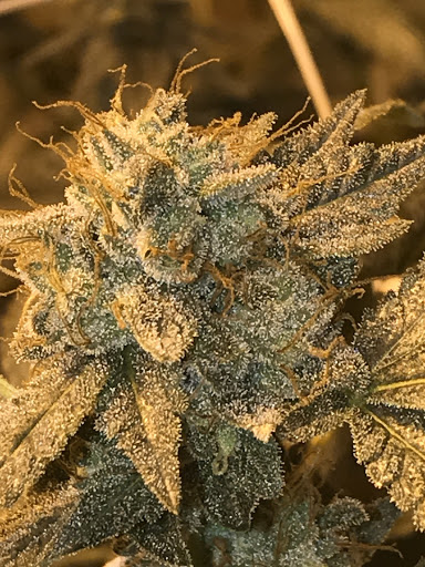 The Dank Bank Gallery - United States