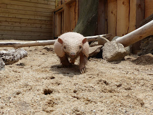 Photo n°70 de La Vallée des Tortues à Sorède (Attraction touristique)