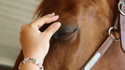 Opti'Mum Centre De Bien Etre Equin