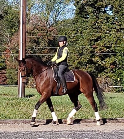 3H Equine Hospital and Mobile Veterinary Services - Thumbnail