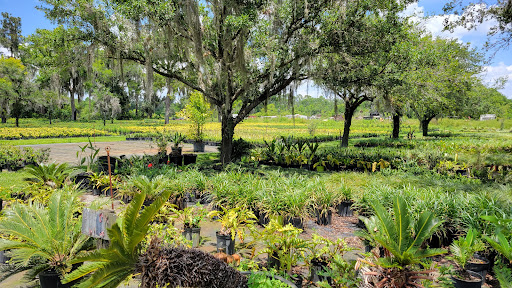 Staggs Nursery - Thumbnail