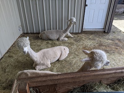 Alpacas at Marquam Hill Ranch