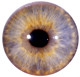 Photo n°2 de Juliette PINOT - Naturopathe Iridologue - Réflexologie - Relaxation à Thônes (Programme de bien-être)