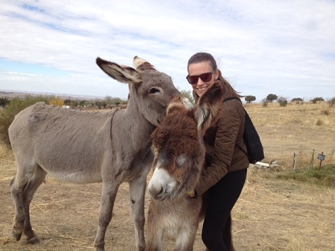 Burros visitas
