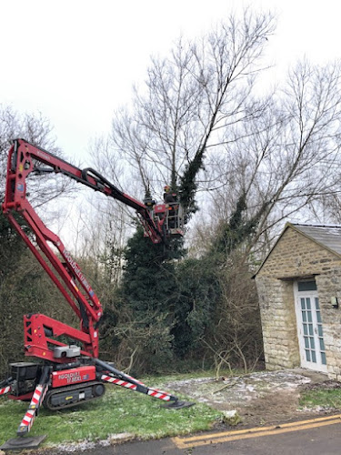 Town & Country Trees Ltd