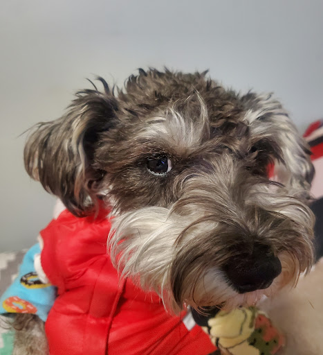 Mi Mascota Pet Shop And Grooming