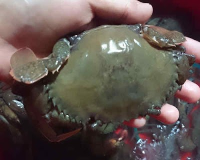 Photos of Aquamax Sea Foods